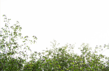 The tree has beautiful leaves. Isolated branches on a white background