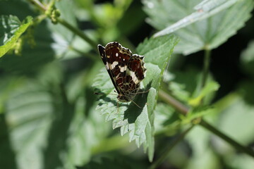 Schmetterling auf Brennessel