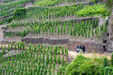 Ahr Valley, Rhineland Palatinate, Germany: Hikers on the 'Rotweinwanderweg', the Red Wine Hiking Trail in Germany`s Ahr Valley