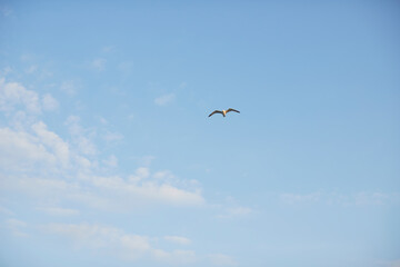 色々使える素材_空とかもめ_VariousMaterial_Seagull
