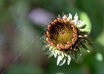Sonnenhut  (Echinacea purpurea, purpur Sonnenhut) Juli 2021