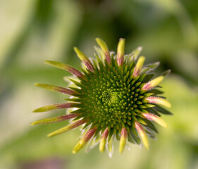 Sonnenhut  (Echinacea purpurea, purpur Sonnenhut) Juli 2021