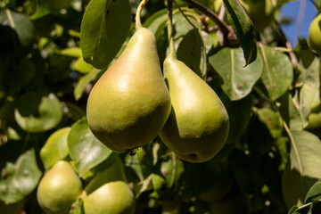 Peras en el peral