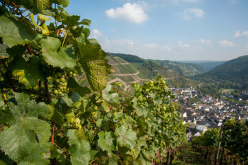 Ahr Valley, Rhineland Palatinate, Germany: Village of Dernau as seen from the vineyards along the 'Rotweinwanderweg', the Red Wine Hiking Trail in Germany's Ahr Valley