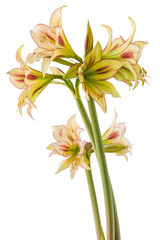 Fototapeta premium Amaryllis (Hippeastrum) 