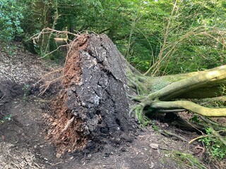 Entwurzelter Baum im Waldweg versperrt Waldweg