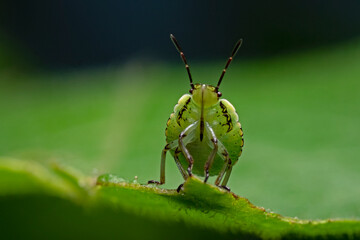 Larva of the stink bug