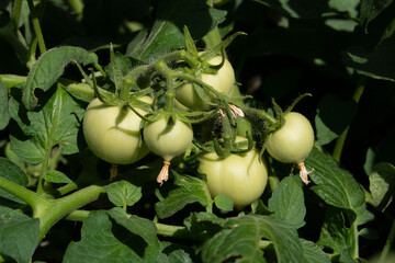 Tomates cherry verdes en la mata madurando