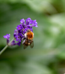 Hummel auf Lavendel. Juli 2021