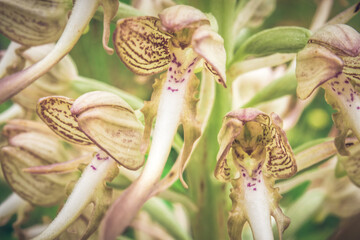 Orquídeas macro