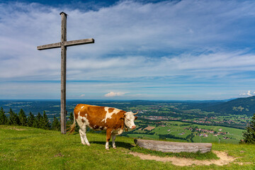 Kuh hat Ausblick vom Gipfel