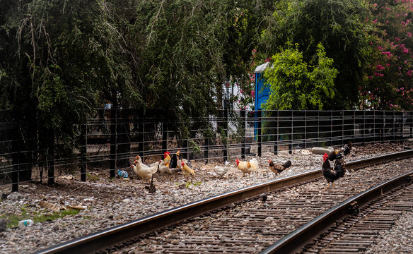 Chickens running wild at a railroad / train track in Ybor City in Tampa, Florida.