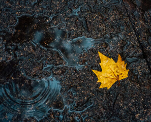 autumn leaves on water