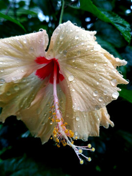 water drops on a flower