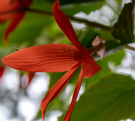 Begonia, boliviensis Bonfire, Juli 2021