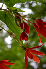 Begonia, boliviensis Bonfire, Juli 2021