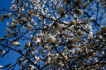 Magnolia tree blossom. Magnolias in the springtime. Delicate flowers bloom. 