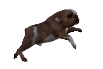 Obraz premium Baxter the English Bulldog Poses for Your Scenes. Image specially designed for collage, isolated on white background. 3d illustration. 3d rendering.