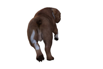 Baxter the English Bulldog Poses for Your Scenes. Image specially designed for collage, isolated on white background. 3d illustration. 3d rendering.