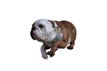Baxter the English Bulldog Poses for Your Scenes. Image specially designed for collage, isolated on white background. 3d illustration. 3d rendering.