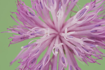 Mantisalca salmantica dagger flower small shrub with pretty pineapple-like calyx flowers and a large number of small bluish-pink star-shaped flowers on a homogeneous deep green background