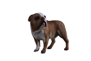 Baxter the English Bulldog Poses for Your Scenes. Image specially designed for collage, isolated on white background. 3d illustration. 3d rendering.