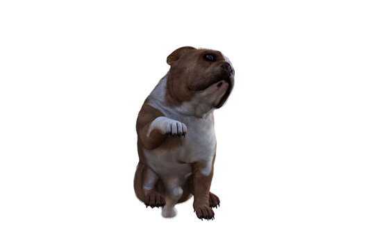 Baxter the English Bulldog Poses for Your Scenes. Image specially designed for collage, isolated on white background. 3d illustration. 3d rendering.