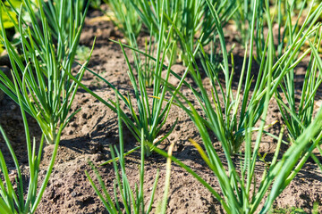Green stalks of onion in vegetable garden. Organic farm, agriculture industry. Selective Focus