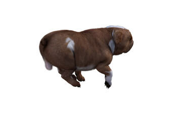 Obraz premium Baxter the English Bulldog Poses for Your Scenes. Image specially designed for collage, isolated on white background. 3d illustration. 3d rendering.
