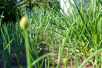 Growing green garlic out of the ground with space to copy text. Agricultural industry. Static camera
