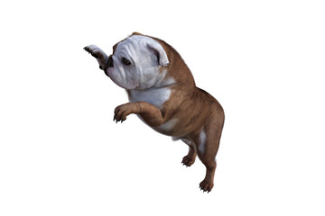 Baxter the English Bulldog Poses for Your Scenes. Image specially designed for collage, isolated on white background. 3d illustration. 3d rendering.