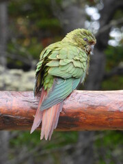 Austral parakeet. The most southerly distributed of all parrots, this specimen was found near...