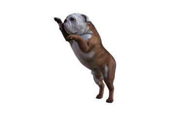 Fototapeta premium Baxter the English Bulldog Poses for Your Scenes. Image specially designed for collage, isolated on white background. 3d illustration. 3d rendering.