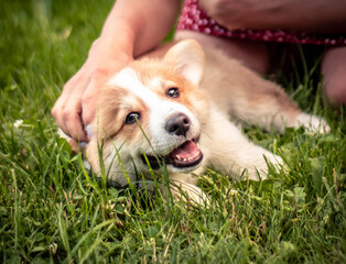 Corgi puppy on the grass - obrazy, fototapety, plakaty