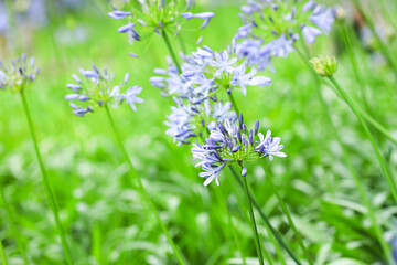 アガパンサスの花
