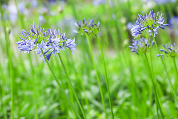 アガパンサスの花