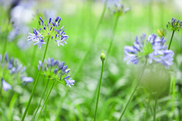 アガパンサスの花