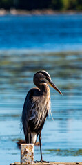 great blue heron