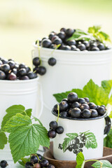 Freshly gathered big  juicy black currants in a white metal small buckets containers and cup, berries in garden nature background