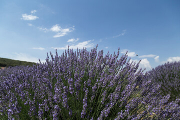 Lavender fields from Turkey for tourism activities.