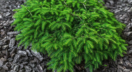 Background from branches of green christmas tree