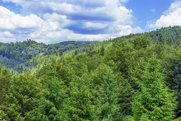 nature, summer landscape, green trees panorama