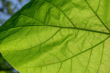 Plakat part of fresh green leaf with veins close-up
