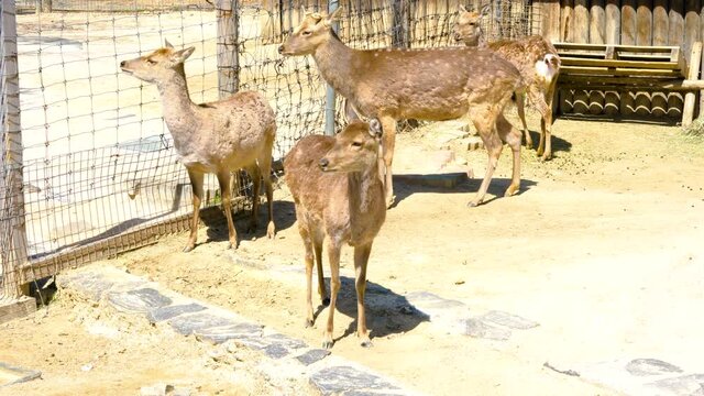A herd of deer in a zoo