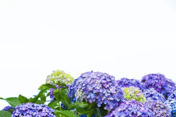 Deurstickers 紫陽花 © T.Kurohara