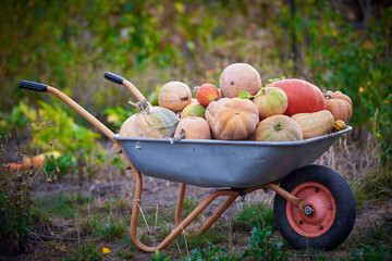 Different kind of pumpkins in wheelbarrow on garden. Autumn and harvest concept. Halloween...