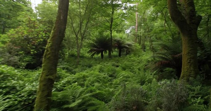 Aerial: tranquil sub tropical forest. Baltimore, Ireland