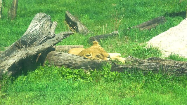 A lion in a zoo