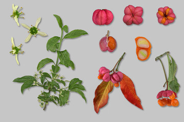 Gewöhnlicher Spindelstrauch (Euonymus europaeus), Bildtafel,  Zweig,  Blüte,  Blatt,  Samen,...