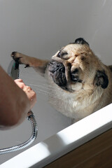 Fototapete bei efototapeten.de bestellen   